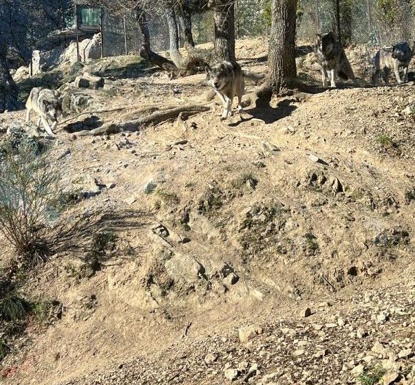 LA CABANE AUX LOUPS