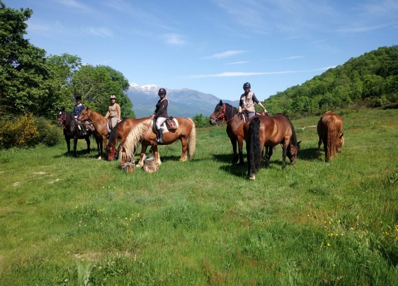 LES CHEVAUX DU BUAC