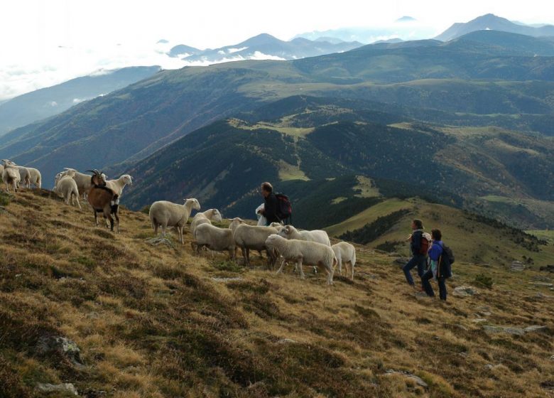 LA SARDANE