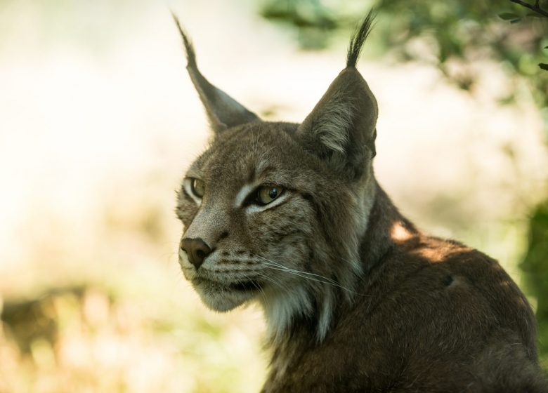 PARC ANIMALIER