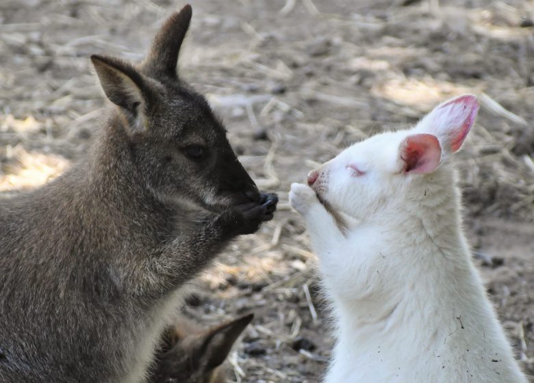 PARC ANIMALIER